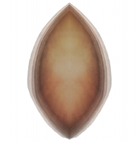 seed